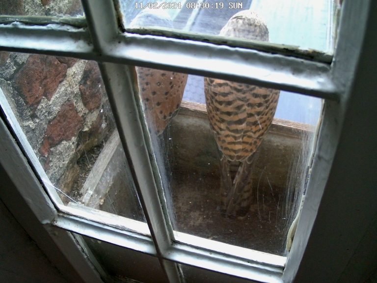 Falken am Wedemhoveturm