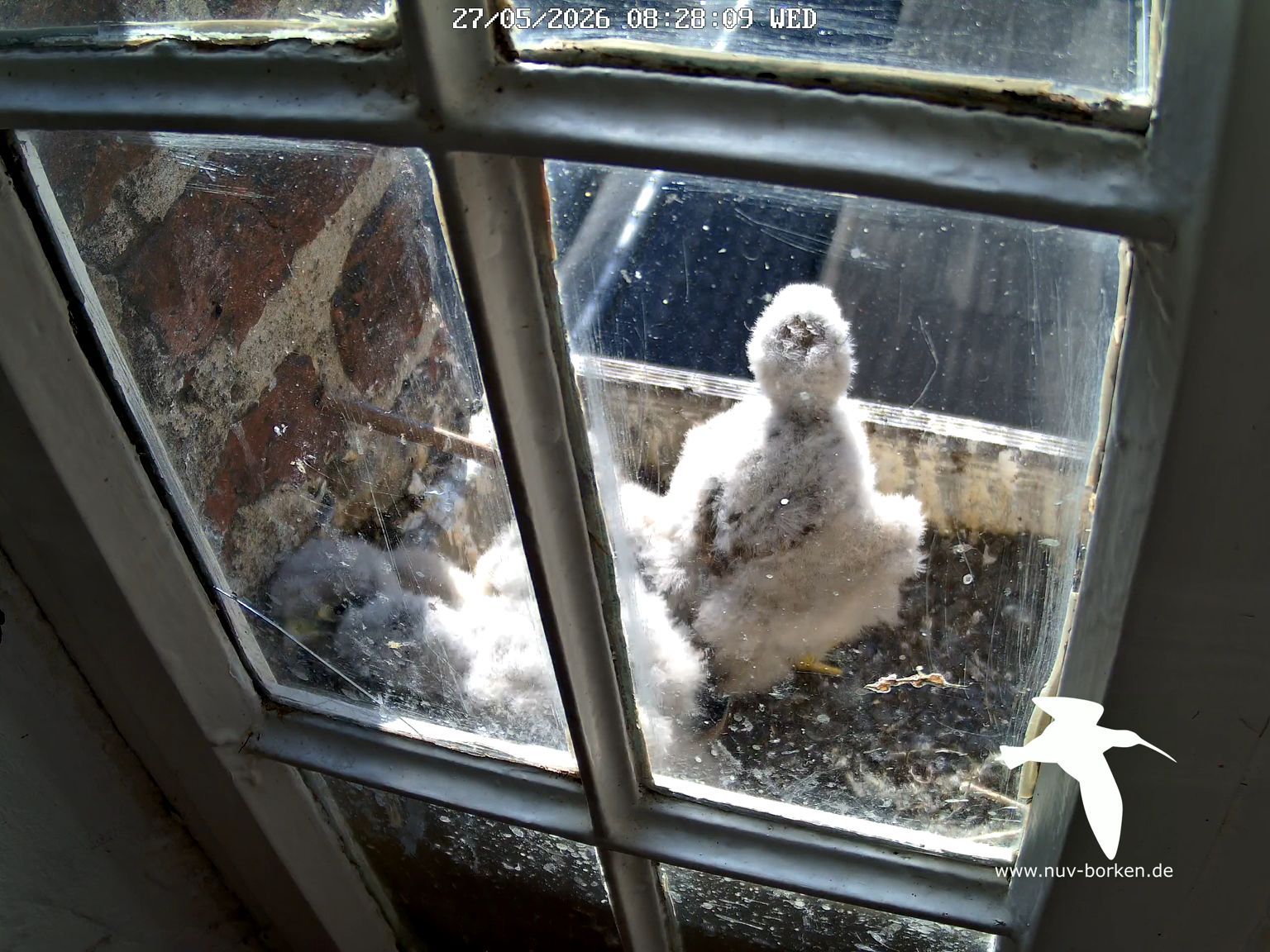 Falken-Webcam am Wedemhoveturm